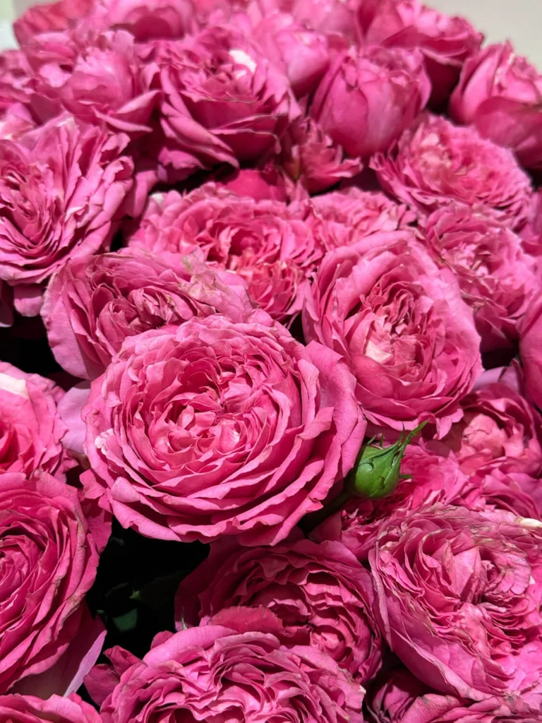 Spray Rose - Image 4